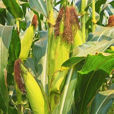 CRGO SWEETCORN , CORN , MAKKA Seed(100 per packet)