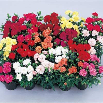 CYBEXIS Mixed Carnation Seeds Seed(1 g)