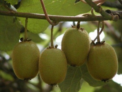 ActrovaX Thailand Mini Kiwi Fruit Bonsai Plant Tree -Rare Dwarf Plant [1gm Seeds] Seed(1 g)