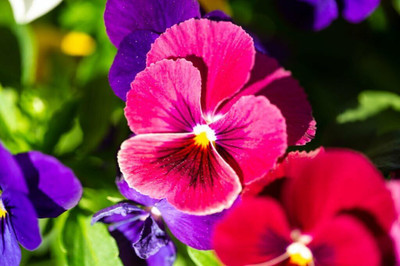 BDSresolve Penji flower seeds PACK OF 72 Seed(72 per packet)