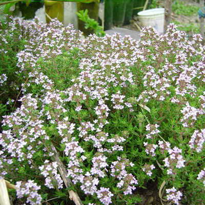 CYBEXIS LX-98 - Lemon Thyme Thymus Citriodorus - (450 Seeds) Seed(450 per packet)