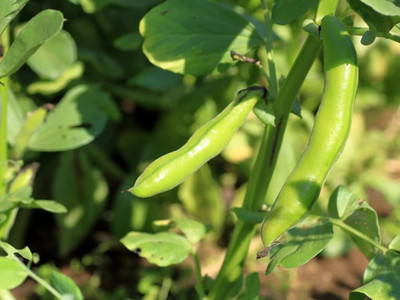 Aywal Bean/Bakla Seed(30 per packet)