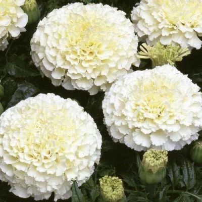 KANAYA Marigold African F2 Dwarf Flower Seed(225 per packet)