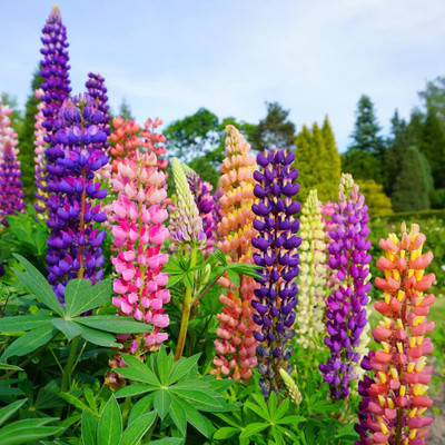 CWAN New Color Mix Lupine Plant Seed(50 per packet)