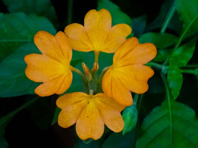 Forestree kanakambaram-firecracker-crossandra Seed(70 per packet)