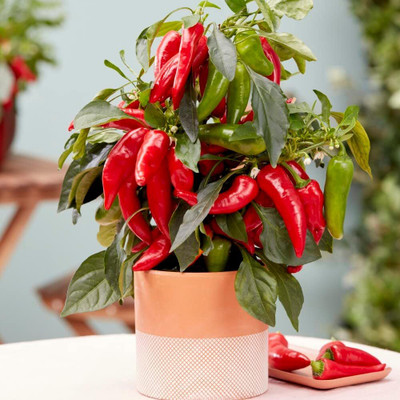 Biosnyg Fast Growing Red Galaxy Chilli Seeds For Kitchen Gardening-(4000 Seeds) Seed(4000 per packet)