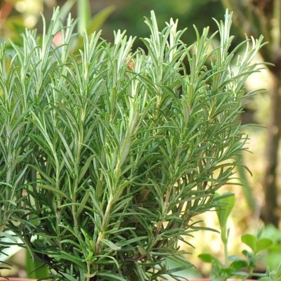 Quentova Rosemary (Rosmarinus) Herb Plant-KTL-11M Seed(50 per packet)