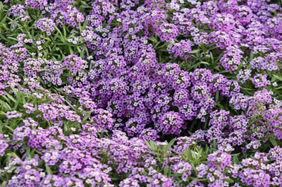 OFKEN Royal Carpet Alyssum Seed(100 per packet)