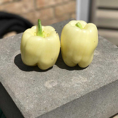 TRICONE Hybrid White Capsicum Shimla mIrch शिमला मिर्च के बीज 100 Seeds 
 FG161 Seed(100 per packet)