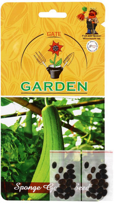 KNESSiN VXI-37 Sponge Gourd Improved Seed(50 per packet)