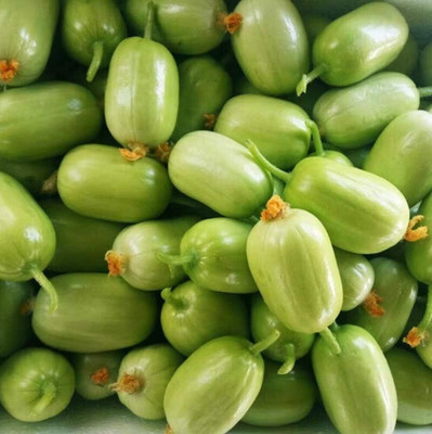 KNESSiN Cucumber Seed(500 per packet)