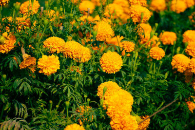PriyaSeeds marigold/gende ka phool flower seeds Seed(75 per packet)