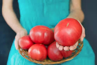 XOLDAA kashmiri hybrid tomato seeds Seed(110 per packet)