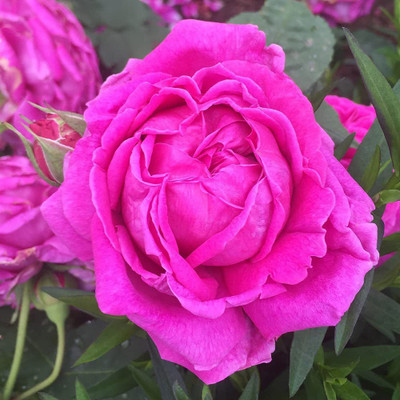 CYBEXIS HUA-14 - Pink Rose Bush - (100 Seeds) Seed(100 per packet)