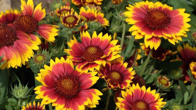 Avysa Gaillardia aristata Seed(90 per packet)