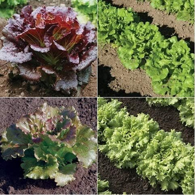 Qualtivate HUA-8A Lettuce Summer Crisp 4 Varieties Seed(300 per packet)