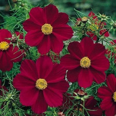Aro Cormos senation Seed(35 per packet)