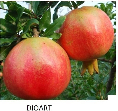 DROXTY POMEGRANATE Seed(100 per packet)