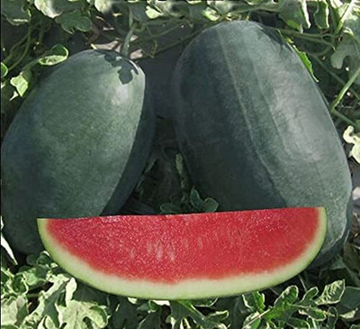 Qualtivate GBPT-5A Watermelon Small Ice Box Hybrid Seeds Seed(100 per packet)