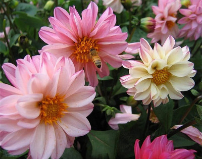 CYBEXIS Dahlia pinnate Pompon Beautiful Flower Seed Seed(50 per packet)