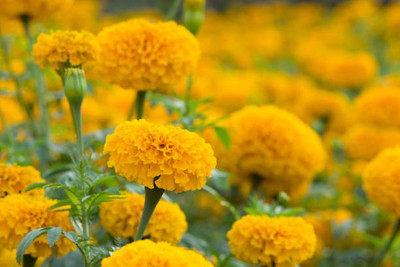 AmbeStore marigold/gende ka phool flower seeds Seed(50 per packet)