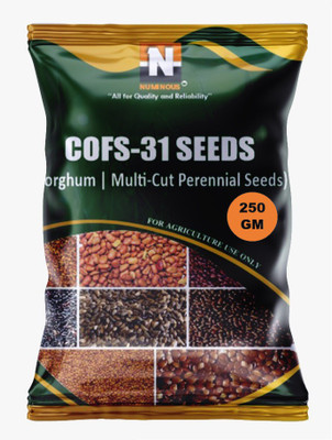 Numinous CoFs-31, Sorghum, Jowar, Multi-cut Perennial, Fodder Grass Seed(250 g)