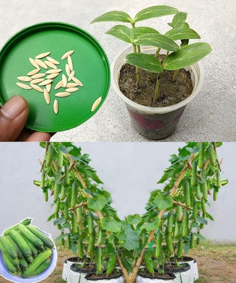 HYBRID 1pcs cucumber seeds highest yield variety early fruiting dark green fruits testy Seed(10 g)