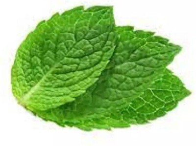 Quentova Peppermint Mentha pipertia-LIV-22R Seed(300 per packet)