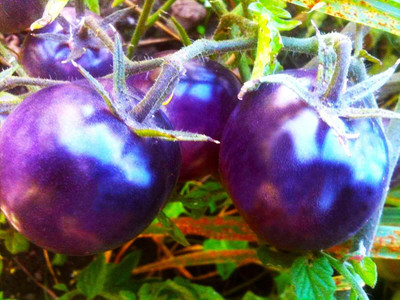 Biosnyg Non GMO Tomato Purple Vegetable Seeds - (2000 Seeds) Seed(2000 per packet)