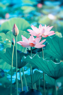 seedkart lotus,kamal gatta Seed(10 per packet)