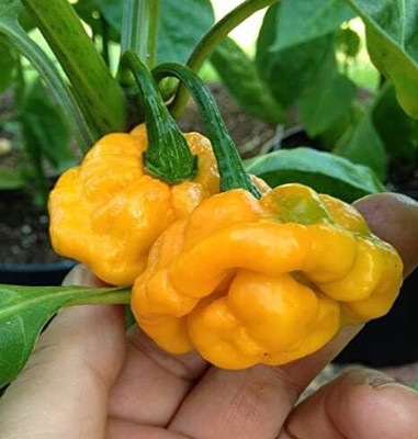 KNESSiN Scotch Bonnet Pepper Chilli Seed(1250 per packet)