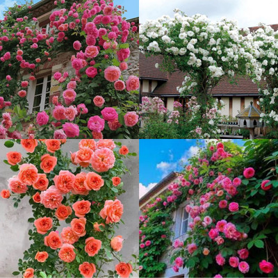 ibains Japanese Climbing Rose Seeds no of seeds 47 Seed(47 per packet)