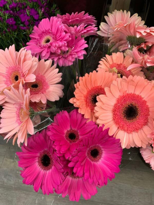 Lorvox Exotic Daisy Mix Flower Seed(30 per packet)