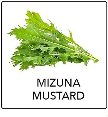 CYBEXIS Mizuna Mustard8000 Seeds Seed(8000 per packet)