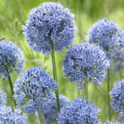 KNESSiN High Yield Ornamental Blue Onion Vegetable Seeds for Garden-(300 Seeds) Seed(300 per packet)