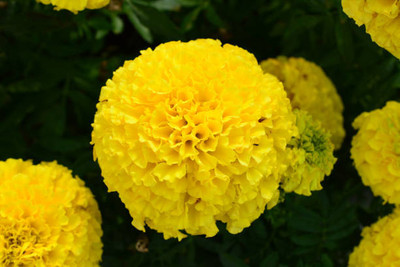 COW GRASS SEEDS COW FARMING marigold/gende ka phool flower seeds Seed(50 per packet)