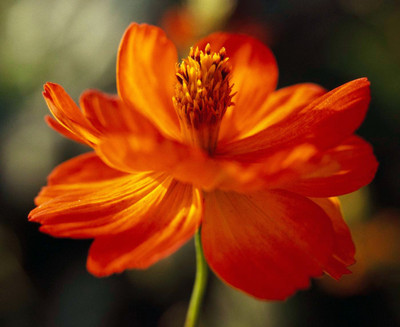 ZIXA Yellow cosmos Seed(20 per packet)