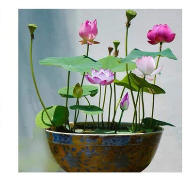 CYBEXIS ATS-84 - Bowl Lotus Water Lily Flower - (270 Seeds) Seed(270 per packet)