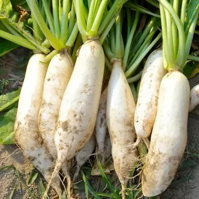 MAA Radish, Muli Seed(20 per packet)