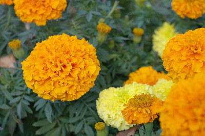 Sakshi Farms marigold/gende ka phool flower seeds Seed(50 per packet)