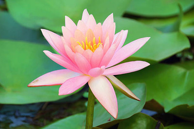 ZIFR lotus,kamal gatta Seed(11 per packet)