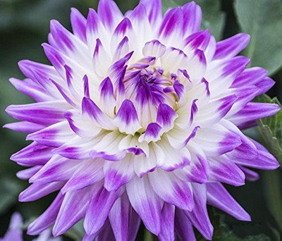 AMAJIT Dahlia Flowers Plant Seed(28 per packet)