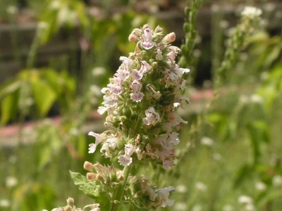 VibeX VVI-55 - Catnip for Planting - (4500 Seeds) Seed(4500 per packet)
