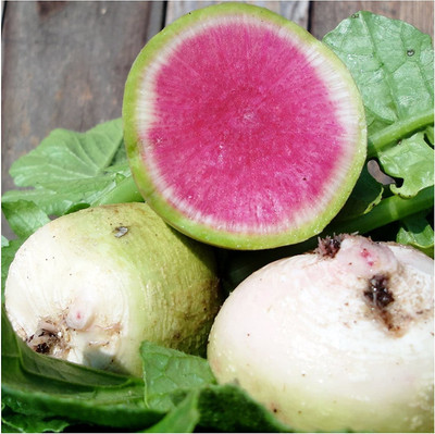 CYBEXIS XLR-91 - Watermelon Radish - (250 Seeds) Seed(250 per packet)