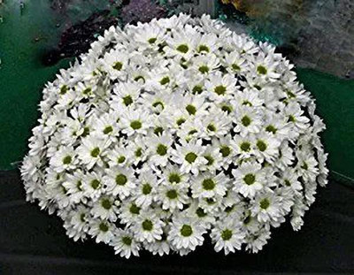 MAA Chrysanthemum Seed(135 per packet)