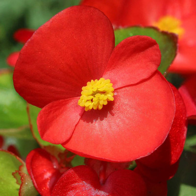 Qualtivate VVI-21 Fibrous Begonia Cocktail Series Plant Seeds Seed(25 per packet)