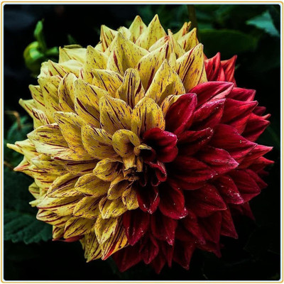 VibeX ATS-16 - Dinner Plate Dahlia Decoration - (180 Seeds) Seed(180 per packet)