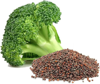 the green dotcom broccoli sprout seeds/broccoli seeds 82 Seed(82 per packet)