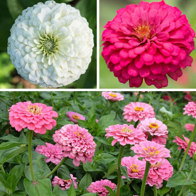 DEYS AGRO zinnia flower seeds,double zinia|jinia flower seeds hybrid mix Seed(16 per packet)