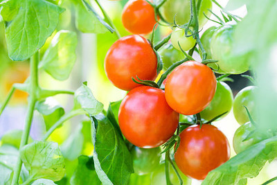 Xesas tomato Seed(90 per packet)